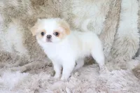 Birdie, a female Japanese Chin for sale in Wheaton, MO – Photo 9 of 9