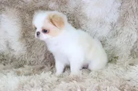 Birdie, a female Japanese Chin for sale in Wheaton, MO – Photo 7 of 9