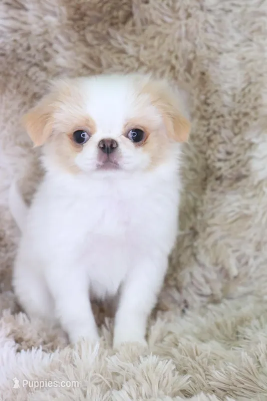 Birdie, a female Japanese Chin for sale in Wheaton, MO – Photo 1 of 9