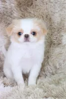 Birdie, a female Japanese Chin for sale in Wheaton, MO – Photo 1 of 9