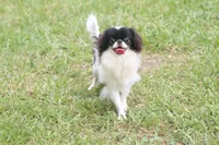 Mosley, a male Japanese Chin for sale in Wheaton, MO – 6 of 7