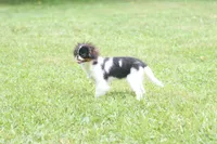 Otis, a male Japanese Chin for sale in Wheaton, MO – 6 of 10