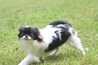 Mosley, a male Japanese Chin for sale in Wheaton, MO – 2 of 7