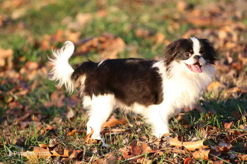 Katsu, a male Japanese Chin for sale in Wheaton, MO – Photo 1 of 9