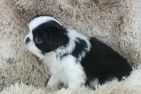 Katsu, a male Japanese Chin for sale in Wheaton, MO – Photo 9 of 9