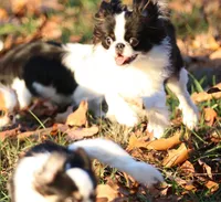 Katsu, a male Japanese Chin for sale in Wheaton, MO – Photo 4 of 9