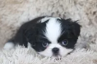 Katsu, a male Japanese Chin for sale in Wheaton, MO – Photo 7 of 9