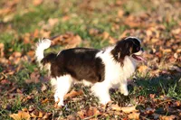 Katsu, a male Japanese Chin for sale in Wheaton, MO – Photo 3 of 9