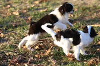 Katsu, a male Japanese Chin for sale in Wheaton, MO – Photo 2 of 9