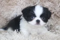 Katsu, a male Japanese Chin for sale in Wheaton, MO – Photo 8 of 9