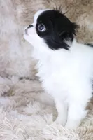 Emi, a female Japanese Chin for sale in Wheaton, MO – Photo 3 of 8