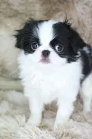 Emi, a female Japanese Chin for sale in Wheaton, MO – Photo 7 of 8