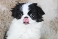 Emi, a female Japanese Chin for sale in Wheaton, MO – Photo 2 of 8