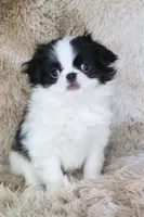 Emi, a female Japanese Chin for sale in Wheaton, MO – Photo 4 of 8