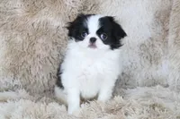 Emi, a female Japanese Chin for sale in Wheaton, MO – Photo 1 of 8