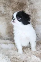 Emi, a female Japanese Chin for sale in Wheaton, MO – Photo 5 of 8