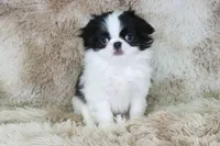 Emi, a female Japanese Chin for sale in Wheaton, MO – Photo 6 of 8