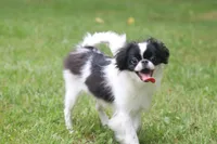 Suzie, a female Japanese Chin for sale in Wheaton, MO – 2 of 4