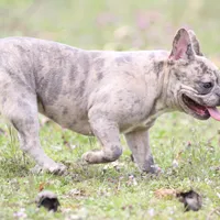 Luna, a female French Bulldog for sale in Wheaton, MO – Photo 5 of 5