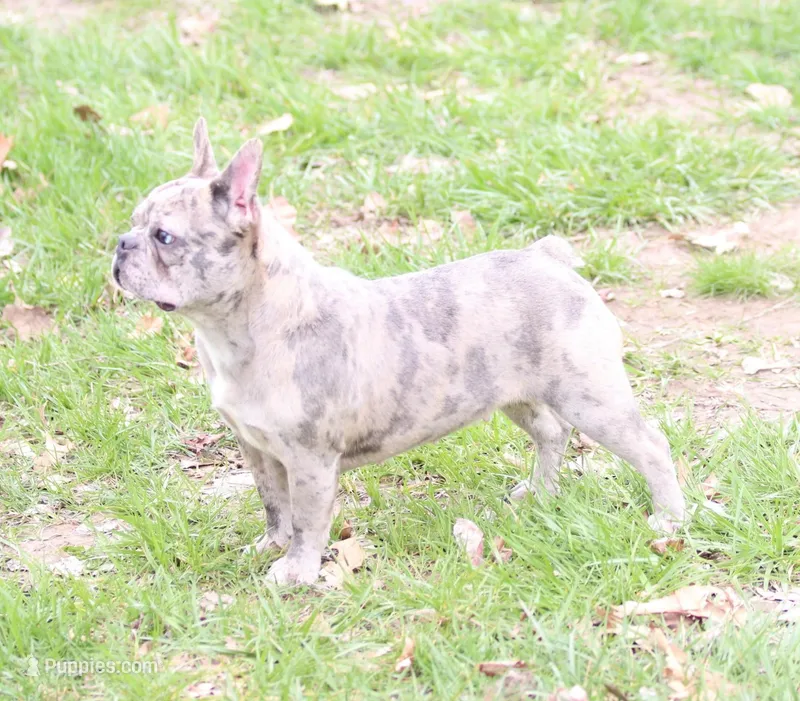 Luna, a female French Bulldog for sale in Wheaton, MO – Photo 1 of 5