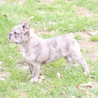Luna, a female French Bulldog for sale in Wheaton, MO – Photo 1 of 5