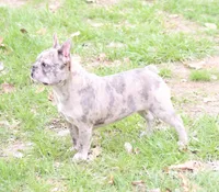 Luna, a female French Bulldog for sale in Wheaton, MO – Photo 1 of 5