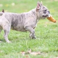 Luna, a female French Bulldog for sale in Wheaton, MO – Photo 4 of 5