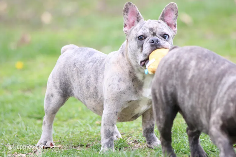 Luna – French Bulldog puppy for sale in Wheaton, MO