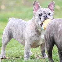 Luna, a female French Bulldog for sale in Wheaton, MO – Photo 3 of 5