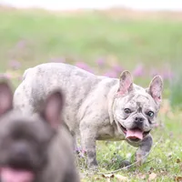 Luna, a female French Bulldog for sale in Wheaton, MO – Photo 2 of 5