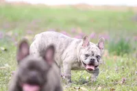 Luna, a female French Bulldog for sale in Wheaton, MO – Photo 2 of 5