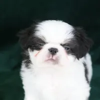 Frankie, a male Japanese Chin for sale in Wheaton, MO – Photo 7 of 9