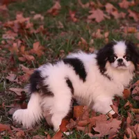 Frankie, a male Japanese Chin for sale in Wheaton, MO – Photo 3 of 9
