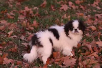 processed/4a16e0b8-ecda-4541-b343-02f879b7508f/listing/a82adb8e-8f0a-4964-8483-95266eb43ad4/1a4f6137-9694-4fc9-a2ff-eeee9a877e56