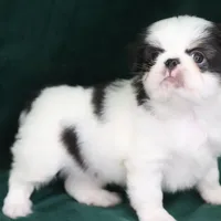 Frankie, a male Japanese Chin for sale in Wheaton, MO – Photo 6 of 9