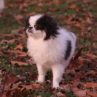 Frankie, a male Japanese Chin for sale in Wheaton, MO – Photo 1 of 9