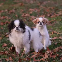 Frankie, a male Japanese Chin for sale in Wheaton, MO – Photo 2 of 9