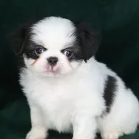 Frankie, a male Japanese Chin for sale in Wheaton, MO – Photo 8 of 9