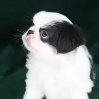 Frankie, a male Japanese Chin for sale in Wheaton, MO – Photo 9 of 9