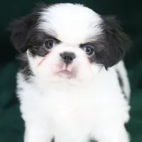 Frankie, a male Japanese Chin for sale in Wheaton, MO – Photo 5 of 9