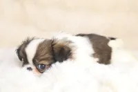 Lucy, a female Japanese Chin for sale in Wheaton, MO – 7 of 9