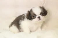 Landry, a female Japanese Chin for sale in Wheaton, MO – 4 of 4