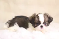 Lucy, a female Japanese Chin for sale in Wheaton, MO – 9 of 9