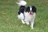 Tiny Tim, a male Japanese Chin for sale in Wheaton, MO – 2 of 6