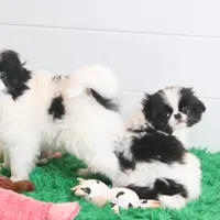 Tucker, a male Japanese Chin for sale in Wheaton, MO – Photo 3 of 4
