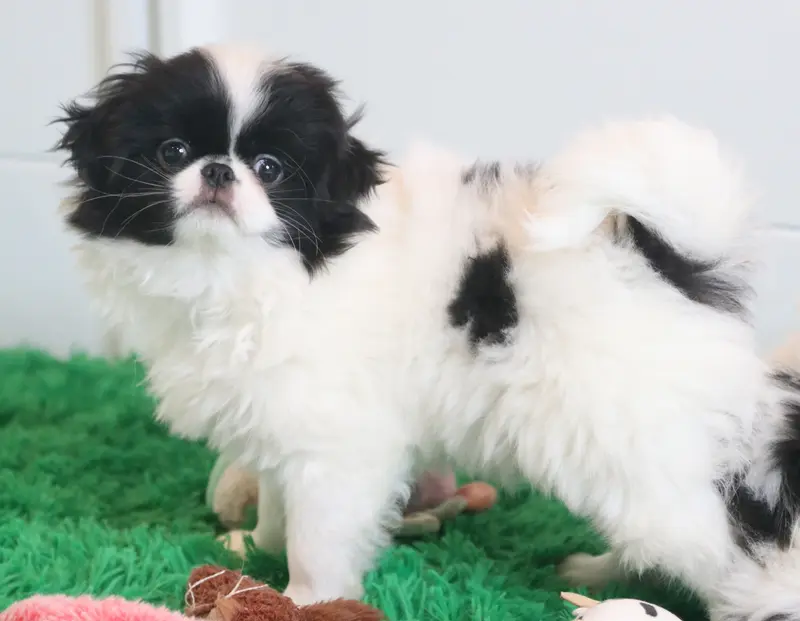 Tucker – Japanese Chin puppy for sale in Wheaton, MO