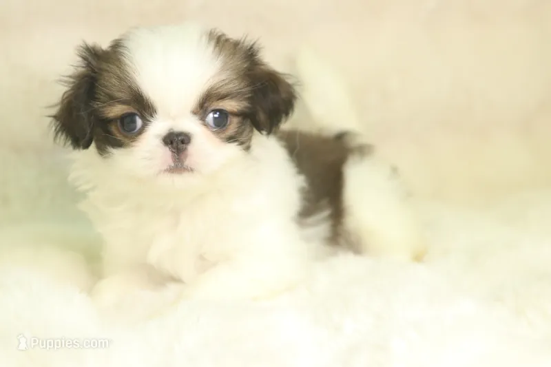 Landry – Japanese Chin puppy for sale in Wheaton, MO