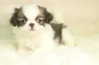 Landry, a female Japanese Chin for sale in Wheaton, MO – 1 of 4