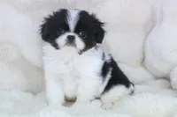 Otis, a male Japanese Chin for sale in Wheaton, MO – Photo 5 of 5