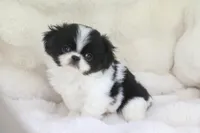 Otis, a male Japanese Chin for sale in Wheaton, MO – Photo 3 of 5